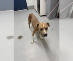 TYSON - Male American Pit Bull Terrier-Unknown Mix Dog for Adoption - Small photo