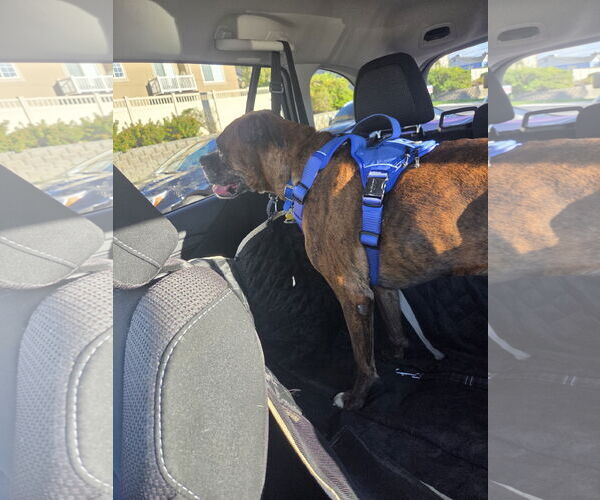 Medium Photo #7 Boxer Puppy For Sale in Sandy, UT, USA