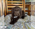 Oscar - Male Labradoodle Puppy for Sale - Photo #3
