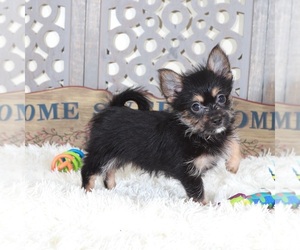 Yoranian Puppy for sale in MOUNT VERNON, OH, USA