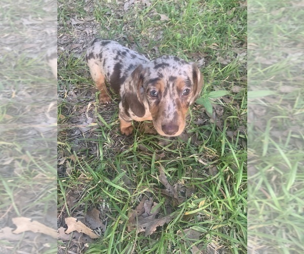Medium Photo #8 Dachshund Puppy For Sale in DENHAM SPRINGS, LA, USA
