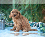 Small #1 Poodle (Miniature)