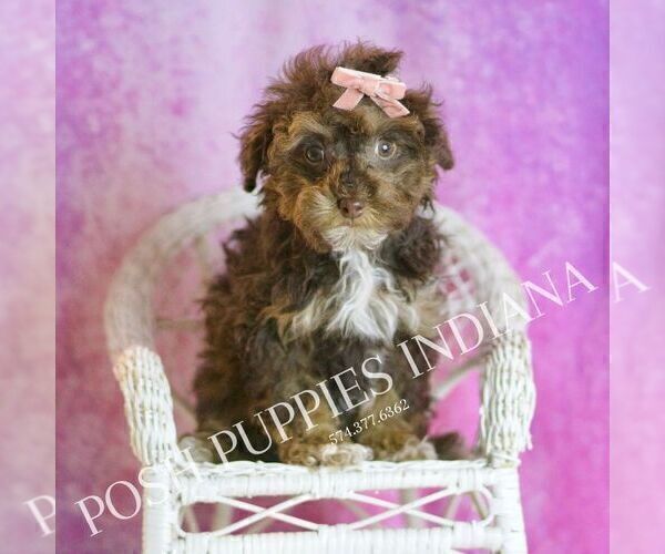 Medium Photo #5 Poodle (Miniature) Puppy For Sale in WARSAW, IN, USA