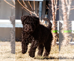 Small Photo #18 Spanish Water Dog Puppy For Sale in SIMLA, CO, USA