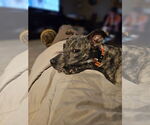 Small #7 Mountain Cur-Whippet Mix