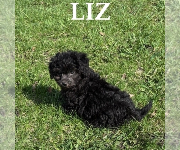Medium Photo #3 Shih-Poo Puppy For Sale in HARTLAND, MN, USA