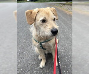 Border Terrier-Unknown Mix Dogs for adoption in Bellevue, WA, USA