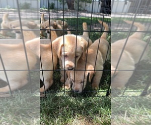 Labrador Retriever Litter for sale in MONTE VISTA, CO, USA