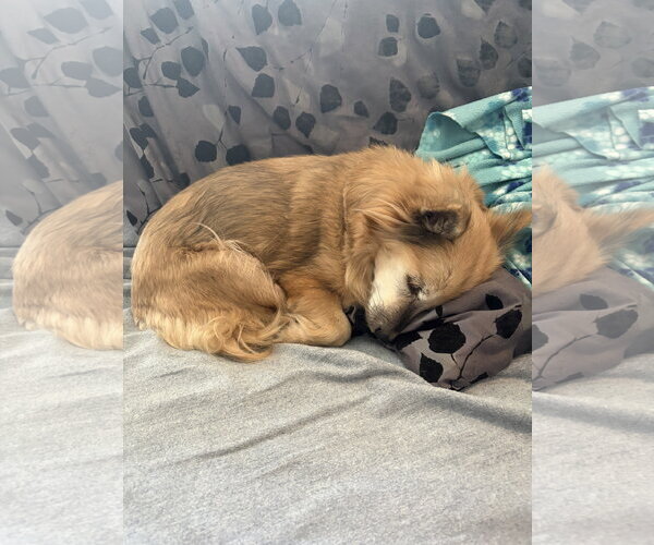 Medium Photo #4 Mutt Puppy For Sale in Aurora, CO, USA