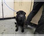 Small Chinese Shar-Pei