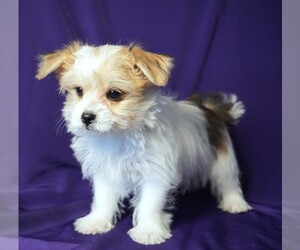 Morkie Puppy for sale in ROCK VALLEY, IA, USA
