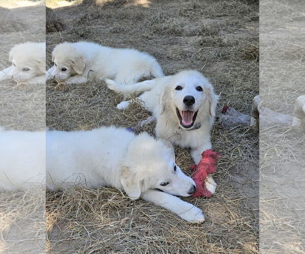 Medium Photo #3 Great Pyrenees Puppy For Sale in Croydon, NH, USA
