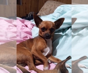 Father of the Chihuahua puppies born on 05/18/2025