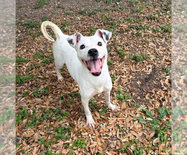Medium Photo #1 Jack Russell Terrier-Unknown Mix Puppy For Sale in Rockaway, NJ, USA