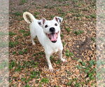 Small Jack Russell Terrier Mix