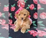 Small Photo #7 Poodle (Toy) Puppy For Sale in LINCOLN UNIV, PA, USA