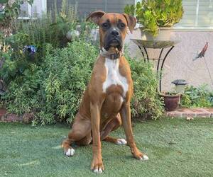 Boxer Puppy for Sale in FONTANA, California USA