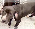 Small #3 American Pit Bull Terrier