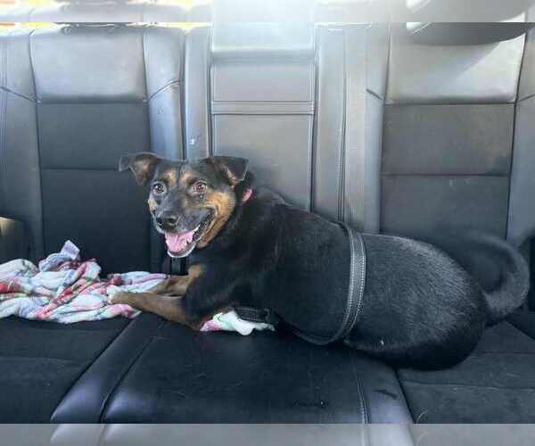 Medium Photo #6 Mutt Puppy For Sale in Springdale, PA, USA