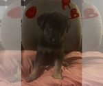 Puppy Red Boy German Shepherd Dog