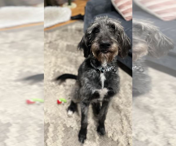 Medium Photo #4 Irish Wolfhound-Unknown Mix Puppy For Sale in Rockville, MD, USA