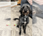 Small #3 Irish Wolfhound Mix