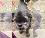 Small #2 Shih Tzu