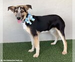 Small Photo #2 Huskies -Labrador Retriever Mix Puppy For Sale in San Diego, CA, USA