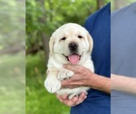 Small Photo #12 Labrador Retriever Puppy For Sale in MOUNT AIRY, MD, USA