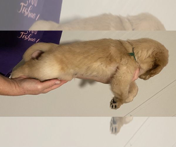 Medium Photo #2 Golden Retriever Puppy For Sale in ORLANDO, FL, USA