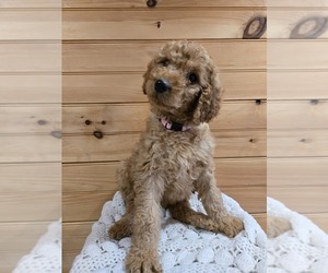 Labradoodle Puppy for sale in WILLIAMSTOWN, KY, USA