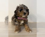 Small #3 Aussiedoodle Miniature -Goldendoodle Mix
