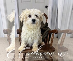 Mother of the Poovanese puppies born on 01/22/2025