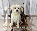 Small Photo #1 Poovanese Puppy For Sale in NIANGUA, MO, USA