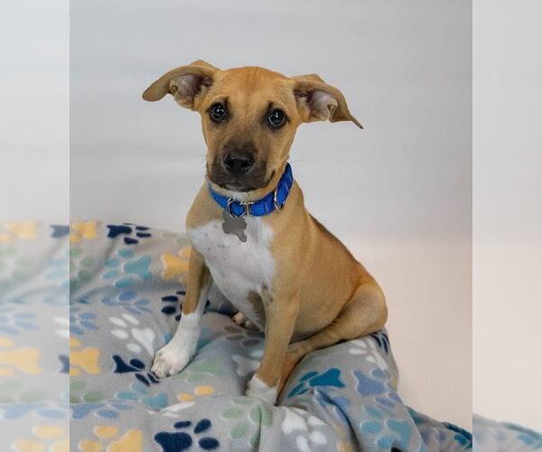 Medium Photo #2 Mutt Puppy For Sale in Kennesaw, GA, USA