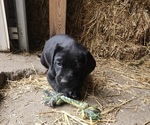 Puppy Green Collar Labrador Retriever