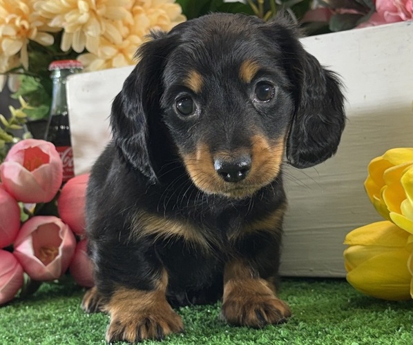 Medium Photo #5 Dachshund Puppy For Sale in CANOGA, NY, USA