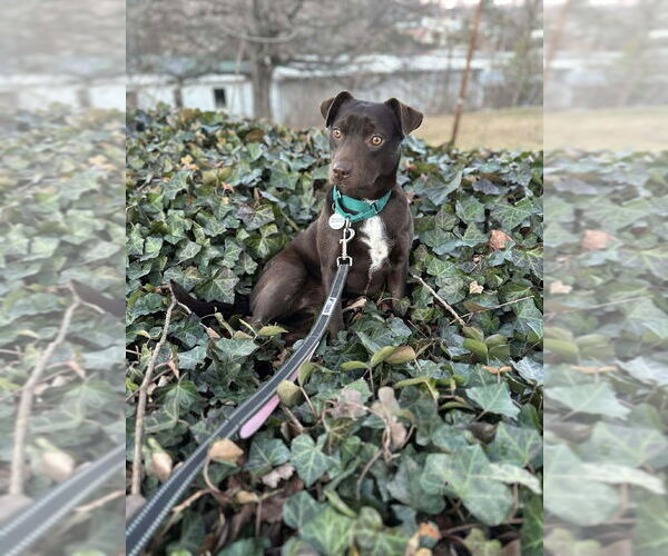 Medium Photo #8 Mutt Puppy For Sale in Candler, NC, USA