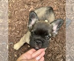 Small French Bulldog