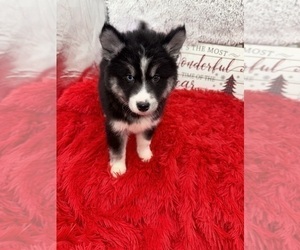 Siberian Husky Puppy for sale in SANDY HOOK, KY, USA