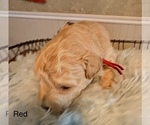Small Photo #5 Poochon Puppy For Sale in MOUNT PLEASANT, TX, USA