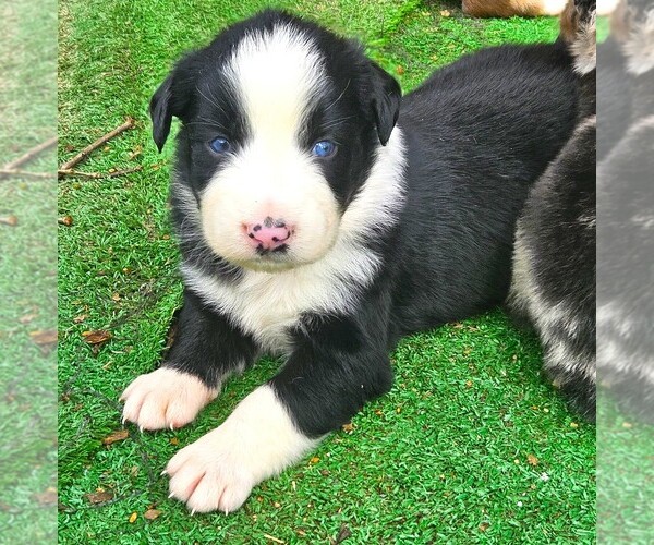Medium Photo #3 Australian Shepherd Puppy For Sale in NELSON, VA, USA