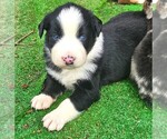 Small #2 Australian Shepherd