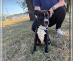 Small #4 Labrador Retriever Mix