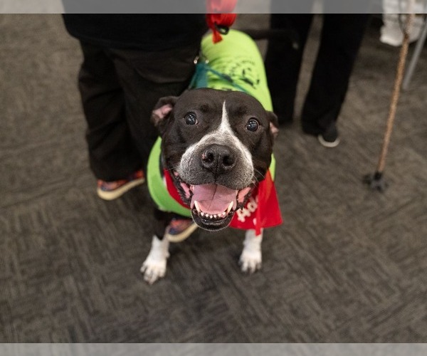 Medium Photo #25 American Staffordshire Terrier-Unknown Mix Puppy For Sale in Muskegon, MI, USA