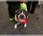 Small #24 American Staffordshire Terrier Mix