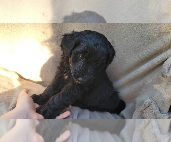 Medium Photo #3 Aussiedoodle Puppy For Sale in CONWAY, SC, USA
