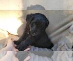 Small #2 Aussiedoodle