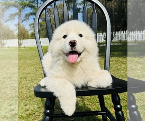 Great Pyrenees Puppy for Sale in OCALA, Florida USA