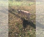 Small #1 Black Mouth Cur Mix